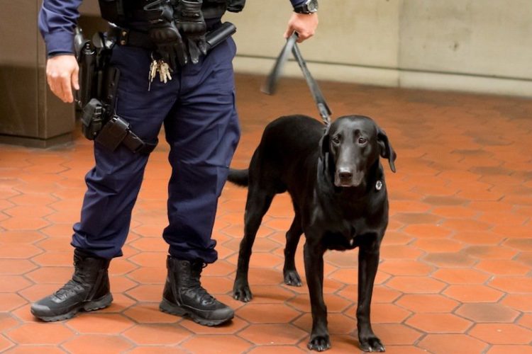 Drug Dogs Called In At Bassnectar’s Deja Voom Festival