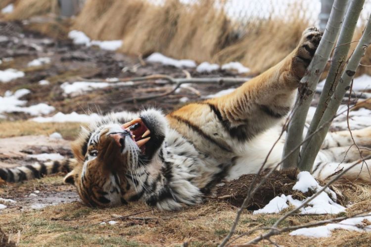 Meet the Denver Zoo’s newest celebrity: A 435-pound male Amur tiger featured on Animal Planet